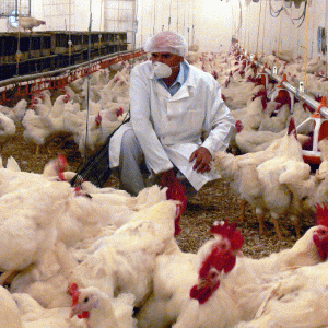 Toamnă bogată în alerte pentru industria alimentară 
