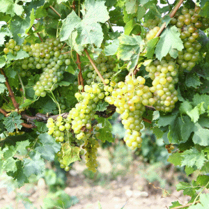 ONIV: Producţia naţională de struguri, cu până la 25% mai mare