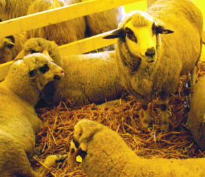 Am putea exporta în Turcia ovine vii din 19 judeţe 