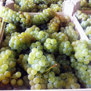 Domeniile Ostrov vor produce peste 9 milioane de litri de vin
