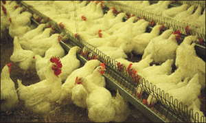 "Avicod" Codlea şi-a triplat capacitatea de producţie