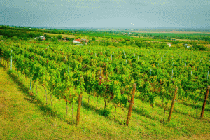 Vitis Metamorfosis - investiţii de 5 milioane euro