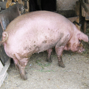Mulţi crescători de porci au falimentat