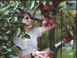 Asociaţia Pomicultorilor: "Ministerul Agriculturii încalcă dreptul constituţional de asociere"