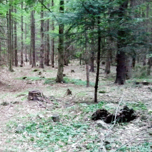 Intenţia Prokon de a achiziţiona teren forestier în ţara noastră, mister pentru Romsilva