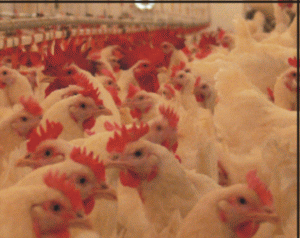 "Avicola Crevedia" va realiza investiţii de peste şase milioane de euro în 2008