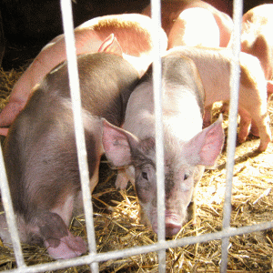 "Avem cel mai mic preţ din Europa la carnea de porc"
