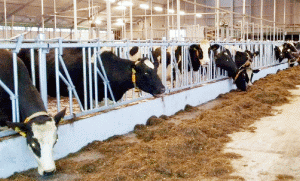 FrieslandCampina vrea să îşi vândă proprietăţile din Satu Mare