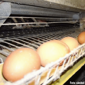 Grupul Galli Gallo a investit două milioane de euro într-o staţie de incubare