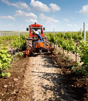 BNR: "Accesul la credite e o problemă, dar agricultorii sunt lideri în contractarea creditelor bancare"