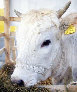 Rusia a interzis importul de bovine şi carne de vită din România