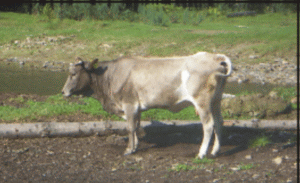 Sacrificările de animale au scăzut în 2008 faţă de decembrie 2007 