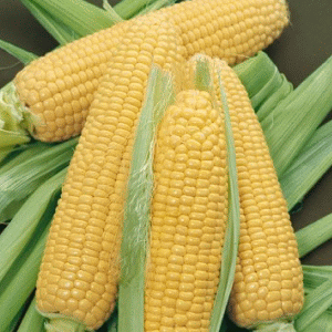 Administraţia americană preconizează că agricultorii din SUA îşi vor majora cu 4,1% randamentele din culturile de porumb.