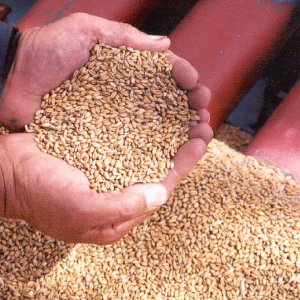 BRM: "Micii fermieri vor trebui să vândă 15-20% din producţia de cereale"
