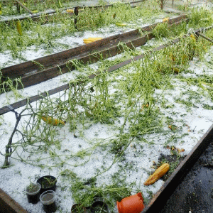Mihai Herişanu, Argeş: Agricultorii vor pierde cel puţin 40% din producţie