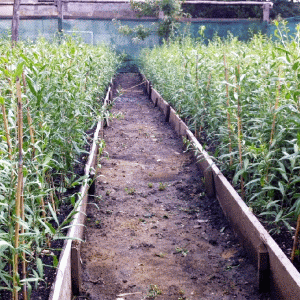 Prima plantaţie de Goji din Braşov se întinde pe două hectare