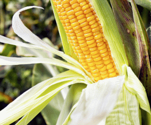 USDA: Producţia de porumb din SUA, la nivel record şi anul acesta