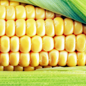 Statele UE pot interzice sau restricţiona culturile modificate genetic