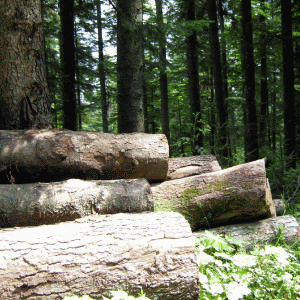 Procesele câştigate în instanţă au mai adus statului român încă 270.000 de hectare de pădure