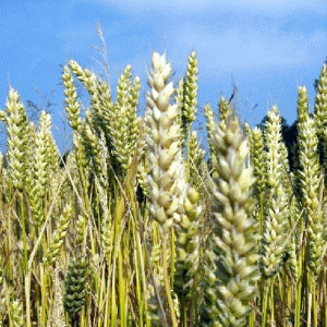 FAO: Preţurile produselor alimentare continuă să scadă la nivel mondial