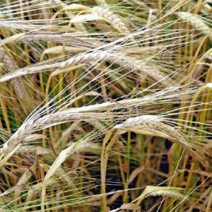 FAO: Preţurile produselor alimentare continuă să scadă