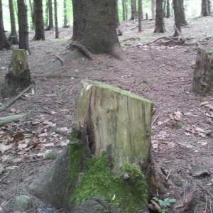 "Am blocat defrişarea a 259 de hectare de pădure, echivalente cu 519 terenuri de fotbal"