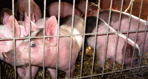 România reia exporturile de carne de porc în China