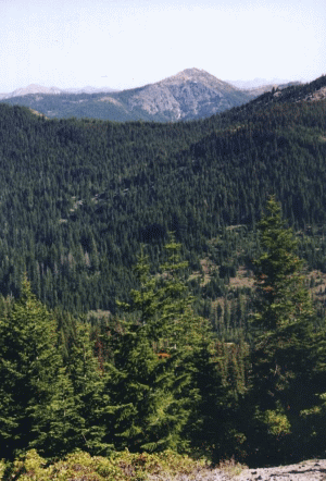 Ministerul Mediului vrea extinderea fondului forestier în 2015 cu peste 7.000 ha