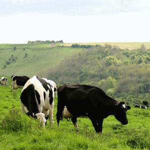 Eliminarea cotei de lapte la nivelul UE duce la dispariţia fermelor de vaci 