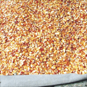 FAO: Preţurile mondiale ale alimentelor, la cel mai scăzut nivel din ultimii cinci ani