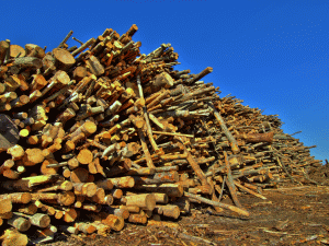 Amplu control la compania Holzindustrie Schweighofer