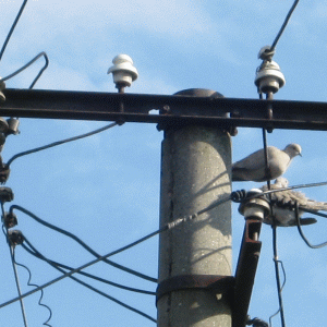 Tariful binom ne va majora factura energiei