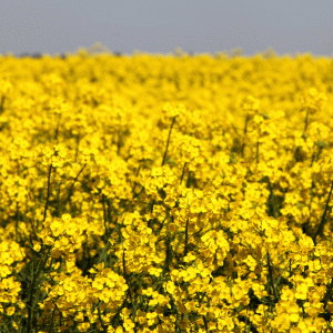 "România are un potenţial imens pentru producţia de biomasă"