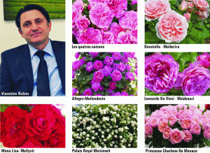 Famous Roses vinde, la noi şi în Europa, trandafiri franţuzeşti medaliaţi