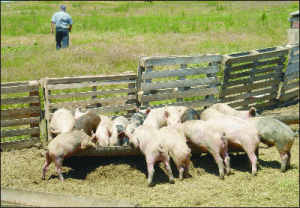 Un control riguros ar putea salva industria cărnii de porc