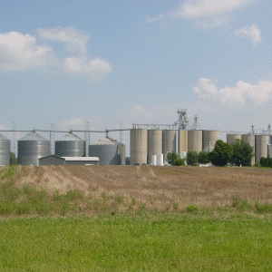 FAO: Preţul alimentelor s-a stabilizat în februarie