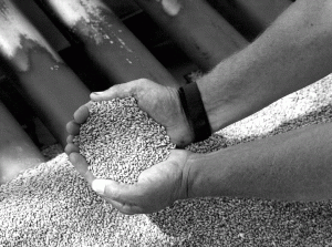Producătorii de cereale au înregistrat aprecieri ale cotaţiilor