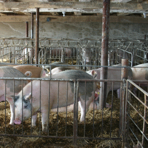 Ajutor excepţional pentru crescătoriile de porcine