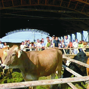 Biocarburantul obţinut din camelină reduce costurile fermierilor la jumătate