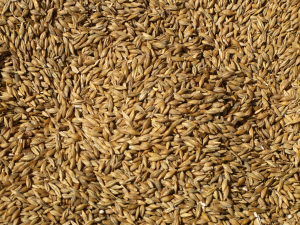 Grâu modificat genetic cultivat ilegal în SUA