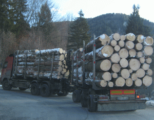 "Amenzi mai severe pentru cei care taie sau transportă ilegal lemnul de fag"