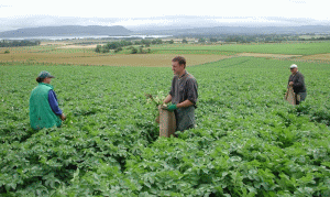 CE lansează o nouă campanie de promovare dedicată şi agriculturii ecologice