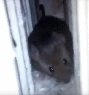 Şoarece în Spitalul de Pneumoftiziologie din Aiud (Sursa foto: captură Youtube)
