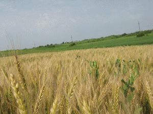 Australia şi Argentina se pregătesc să intre pe piaţa mondială a grâului, în detrimentul Rusiei