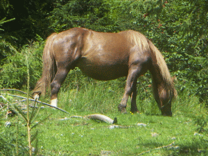 Păşunatul animalelor domestice pe terenul agricol, permis 