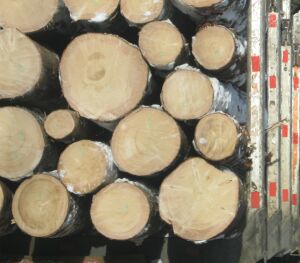Solicităm FSC retragerea definitivă a certificării către "Holzindustrie Schweighofer"