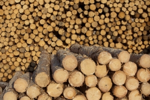 Ministerul Apelor şi Pădurilor anunţă că va supraveghea "foarte atent" activitatea grupului austriac Schweighofer