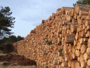 Holzindustrie Schweighofer a delistat 79 de furnizori, după identificarea unor nereguli 
