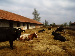 Agricover Credit IFN a încheiat un nou acord de finanţare cu IFC