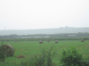 Fondurile alocate anul acesta pentru investiţii în sectorul agricol vegetal au fost epuizate 